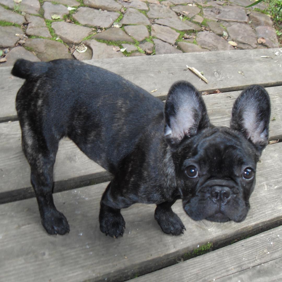When I was a Frenchie baby #throwbackthursday