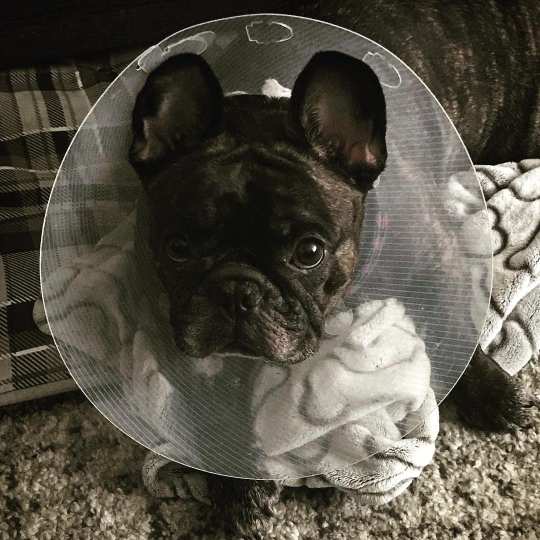 My doctor prescribed me the cone of shame. I am fine as long as I feel better after the minor surgery.