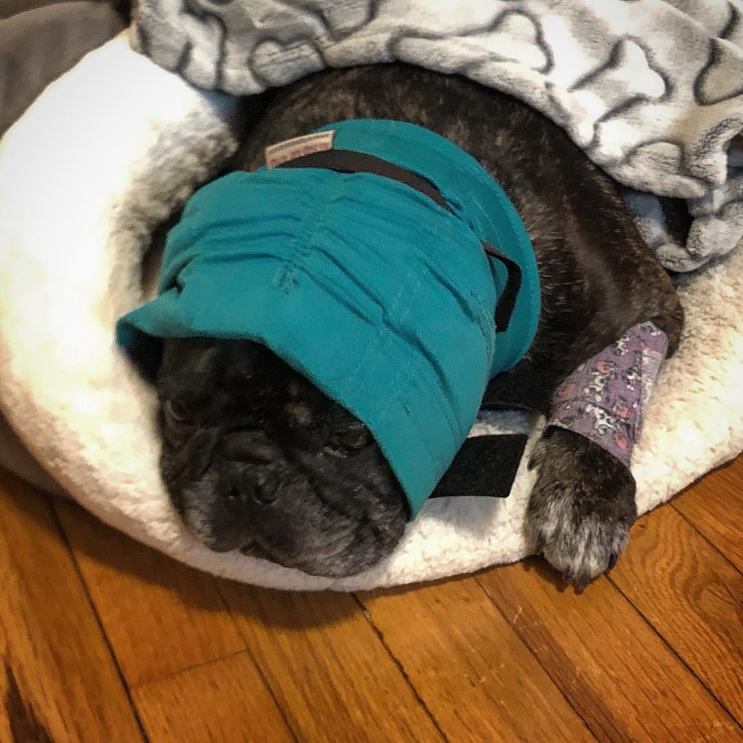 Recovering from an👂 surgery. I am going to be fine, but I really don’t like the “anti flap hood” which makes me look like babushka. Or E.T.