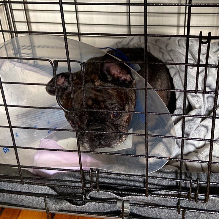 Had a little surgery and while recovering I am in a cage to restrict my movements and have to wear this come of shame again. Ugh.